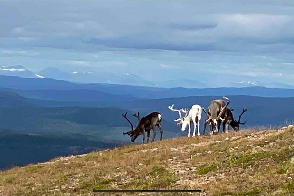 Mountain Cabin Lofsdalen Εξωτερικό φωτογραφία